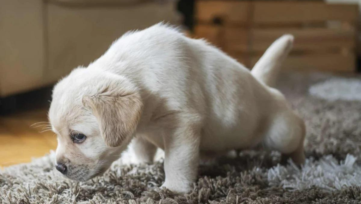 Qué significa que el perro se orine en mi cama