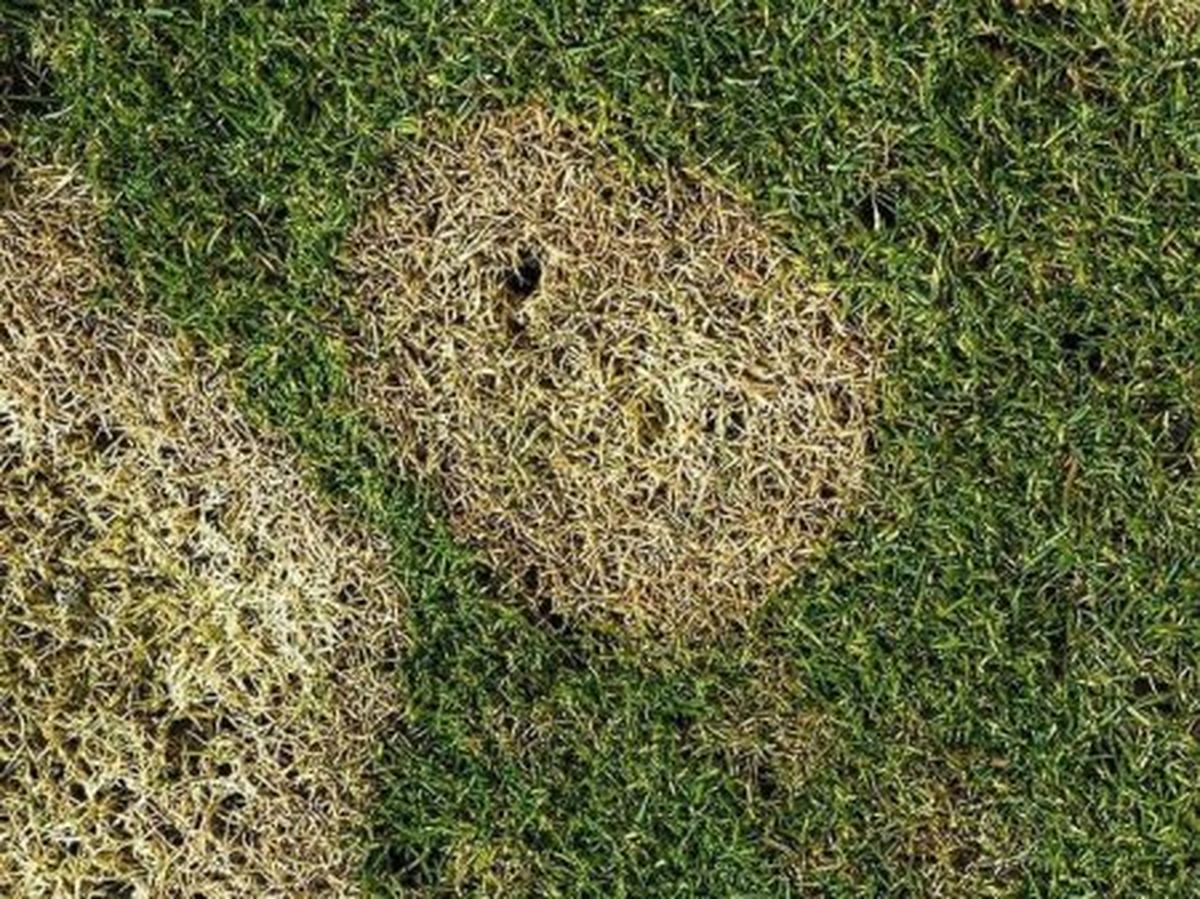 Este tipo de manchas suelen ser un problema para el c&eacute;sped del jard&iacute;n.&nbsp;
