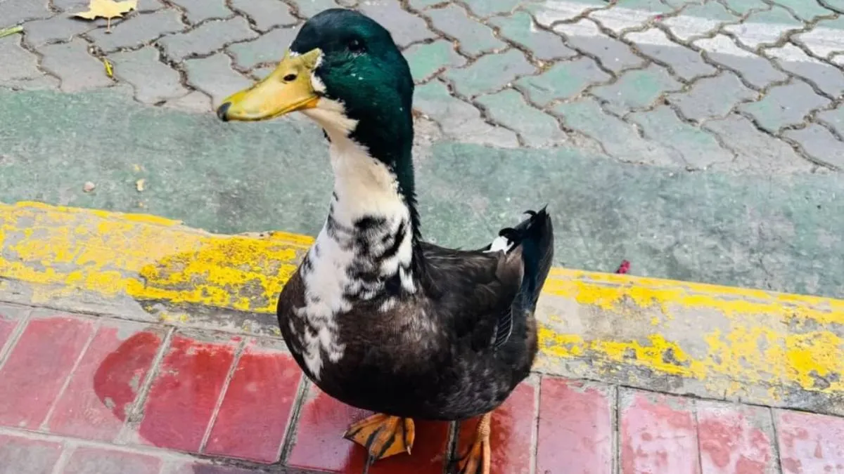 El pato Juan, una celebridad inesperada en Cuyo y el país. El pato Juan, una celebridad inesperada en Cuyo y el país.