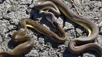 Una enorme pitón trata de comerse a otra serpiente más grande pero no puede