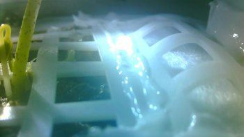 Nació el primer brote de algodón en la Luna