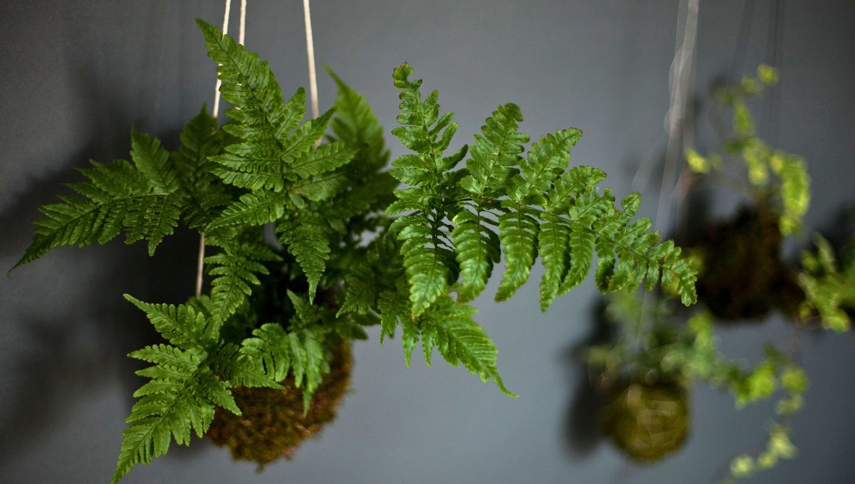 Es originaria del sudeste asiático. Es originaria del sudeste asiático. 