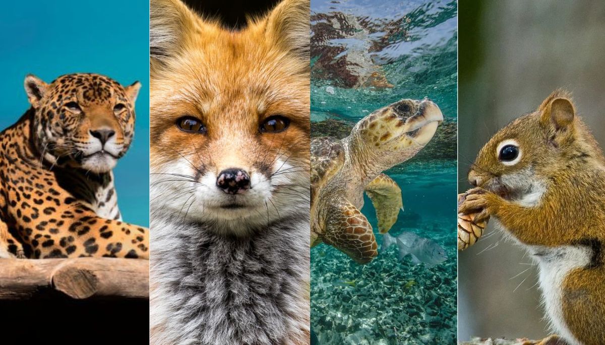 No vas a creer cuál es el animal que tiene el corazón en la cabeza. Imagen: Redacción Diario Uno