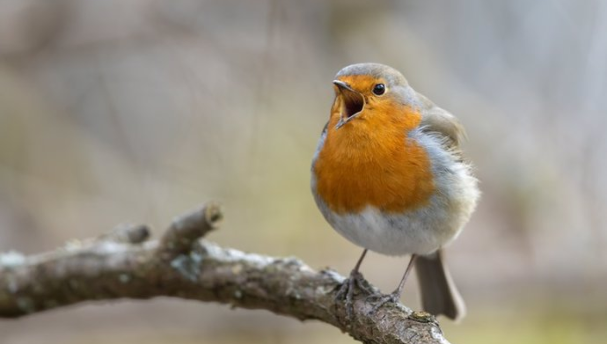 Científicos descubren como la Inteligencia artificial puede salvar a las aves en peligro de extinción