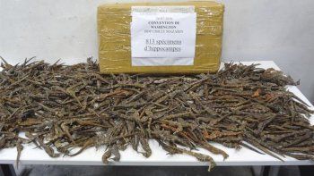 ¡Pobrecitos! Decomisaron dos mil caballitos de mar en Francia