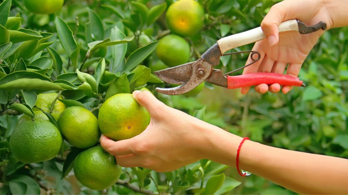 Poda frutales: trucos para hacerlo.&nbsp;