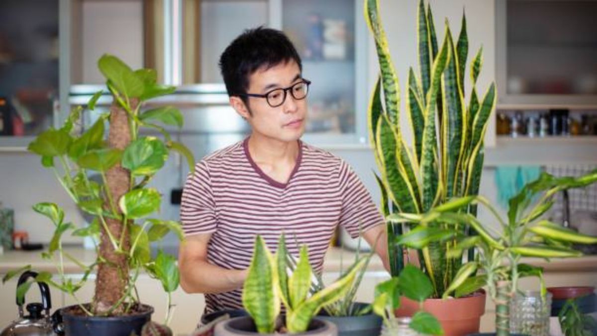 Descubre cuál es la planta que debes tener en casa.