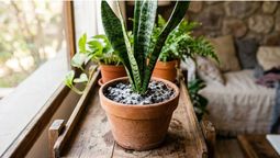 Conocé por qué aparece el moho blanco en la maceta de la sansevieria.