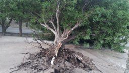 Pánico y destrozos por vientos huracanados en La Paz Pánico y destrozos por vientos huracanados en La Paz