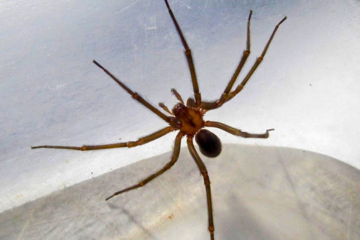 Su presencia es un llamado de atención energéticamente. Su presencia es un llamado de atención energéticamente.