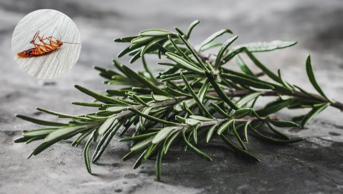 La planta de romero puede eliminar a las cucarachas de tu hogar