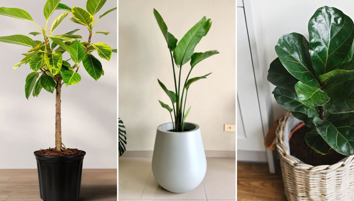 La jardinería recomienda combinar una pandurata, una strelitzia y un ficus altissima. La jardinería recomienda combinar una pandurata, una strelitzia y un ficus altissima.