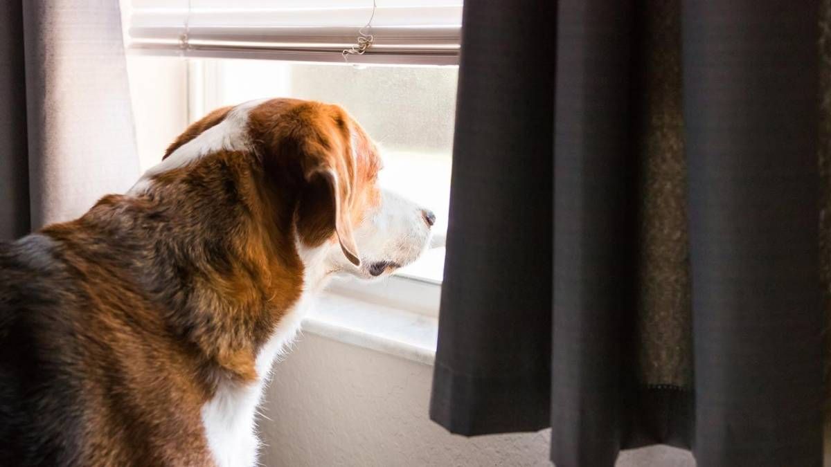 La ansiedad por separación es la necesidad de los perros de seguir a sus dueños a todas partes. La ansiedad por separación es la necesidad de los perros de seguir a sus dueños a todas partes.