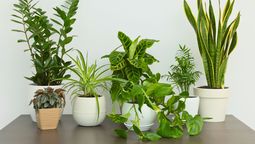 Plantas compatibles con el potus.&nbsp;
