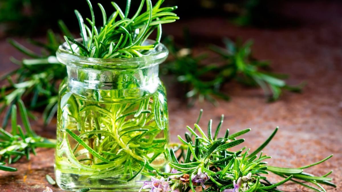 Cómo utilizar la planta de romero en el pelo y qué tipo de beneficios trae hacerlo Cómo utilizar la planta de romero en el pelo y qué tipo de beneficios trae hacerlo