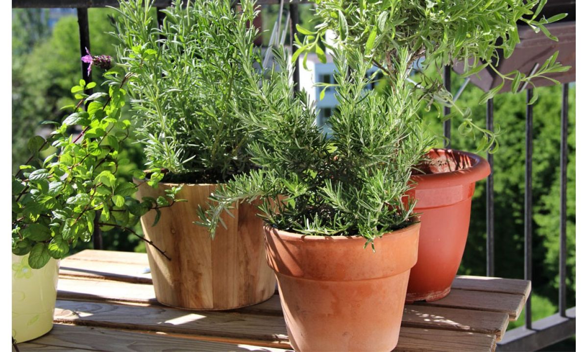 Planta de romero: cuál es la maceta ideal para que crezca fuerte y evites problemas Planta de romero: cuál es la maceta ideal para que crezca fuerte y evites problemas