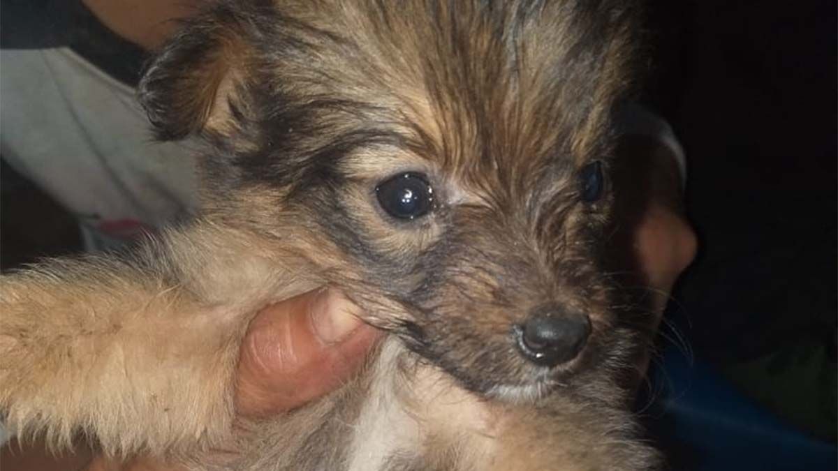 Adopción de mascotas: nueve perros fueron abandonados y luego rescatados