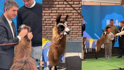 La historia de Bebé: de ser una llama huérfana a transformarse en la estrella mendocina
