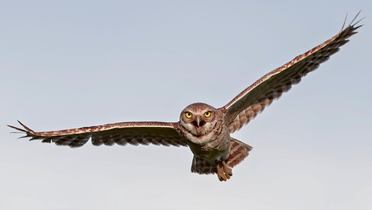 En Argentina hay alrededor de 20 especies diferentes de búhos y lechuzas. En Argentina hay alrededor de 20 especies diferentes de búhos y lechuzas.