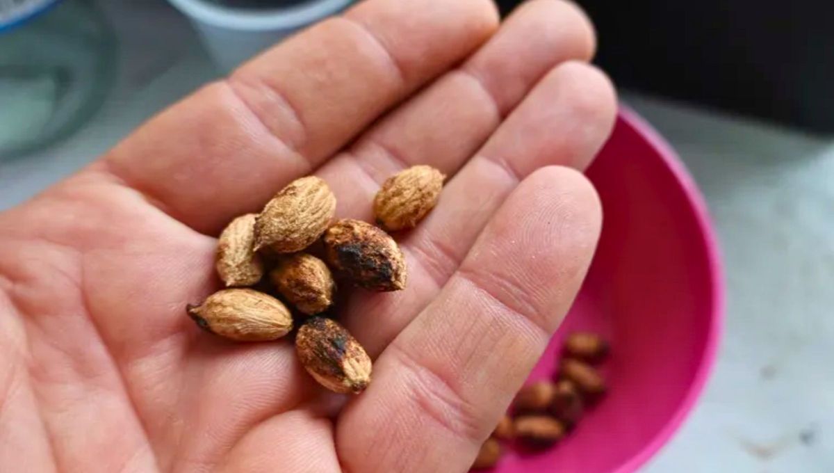 No tires el carozo de aceituna y transfórmalo en un tesoro para tu jardín