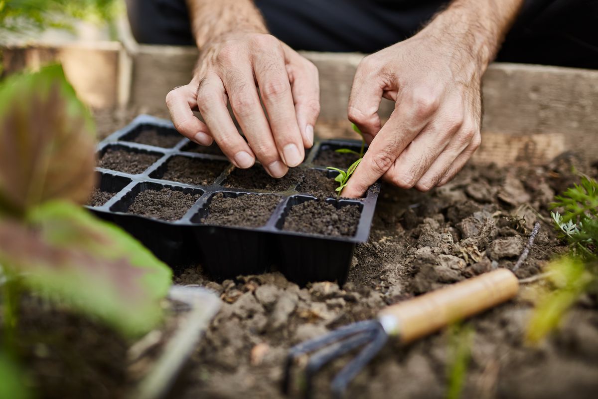 Las tareas de mantenimiento y jardinería son claves en el cuidado del huerto. Las tareas de mantenimiento y jardinería son claves en el cuidado del huerto.
