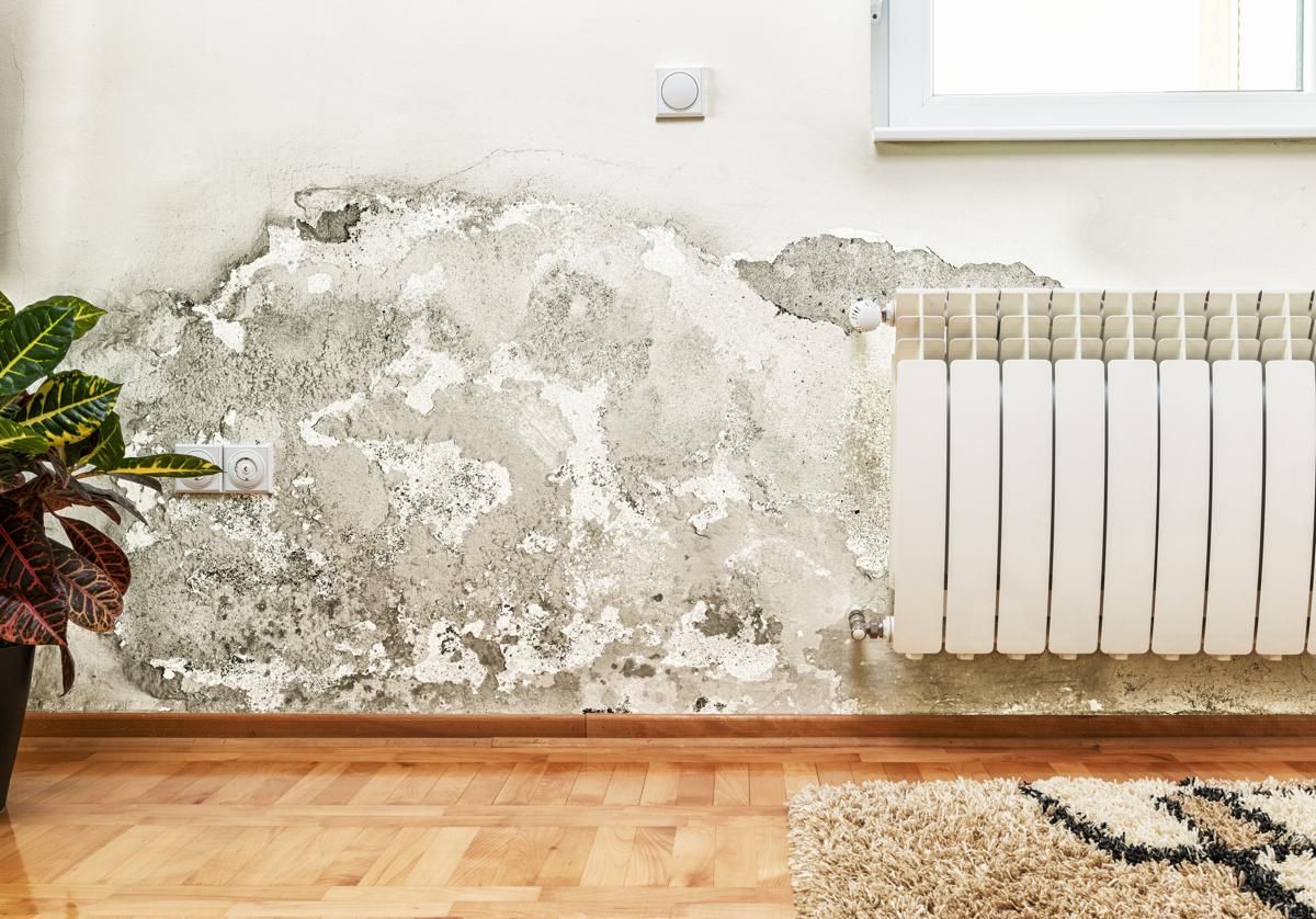 Ratas en casa: la señal que muchos confunden e indica la presencia de la plaga Ratas en casa: la señal que muchos confunden e indica la presencia de la plaga