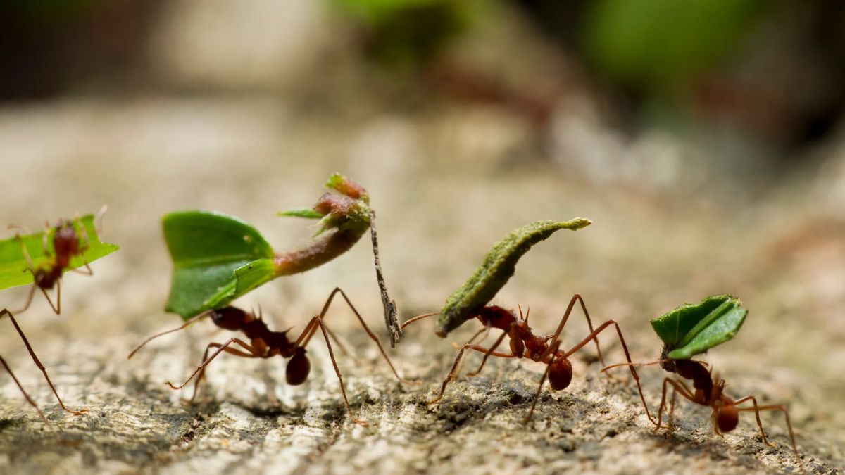 Cuando se juntan en masa, las hormigas se convierten en una plaga difícil de expulsar.