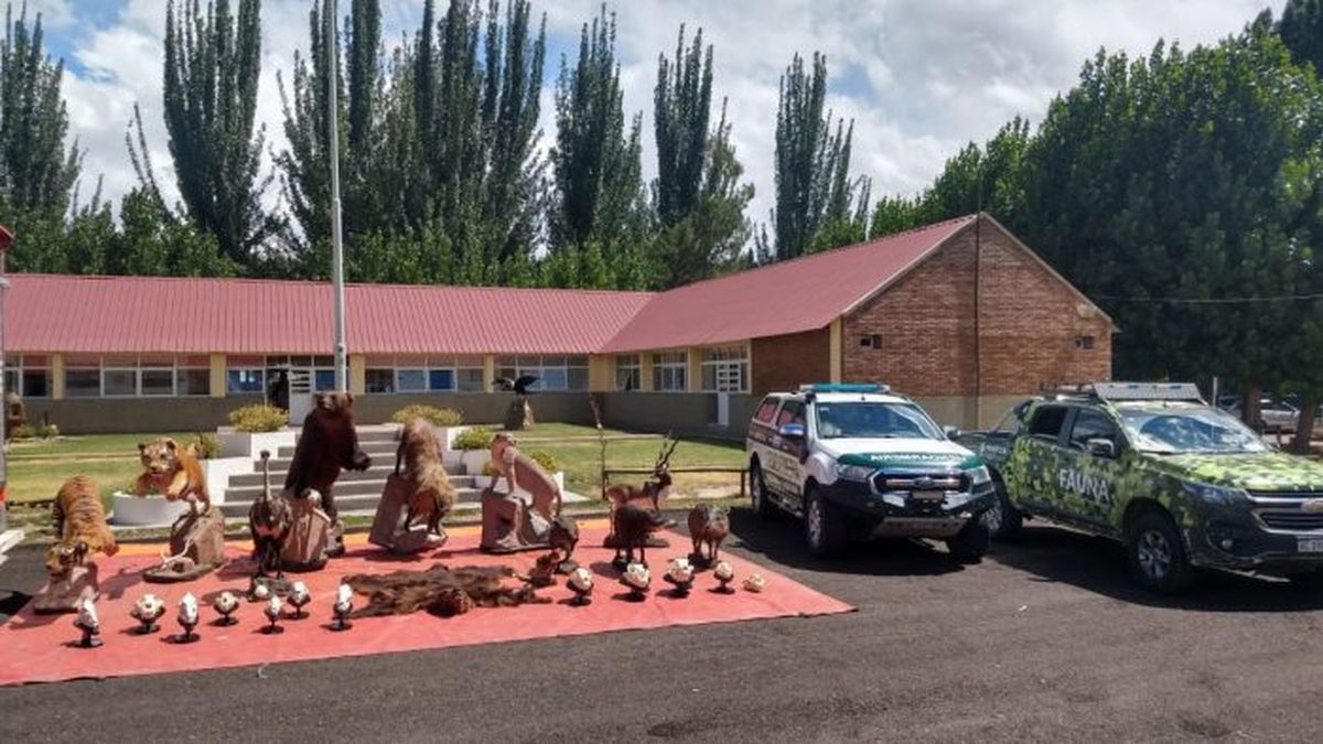 Golpe al tráfico de animales silvestres: se capturaron 55 piezas, armas y municiones 