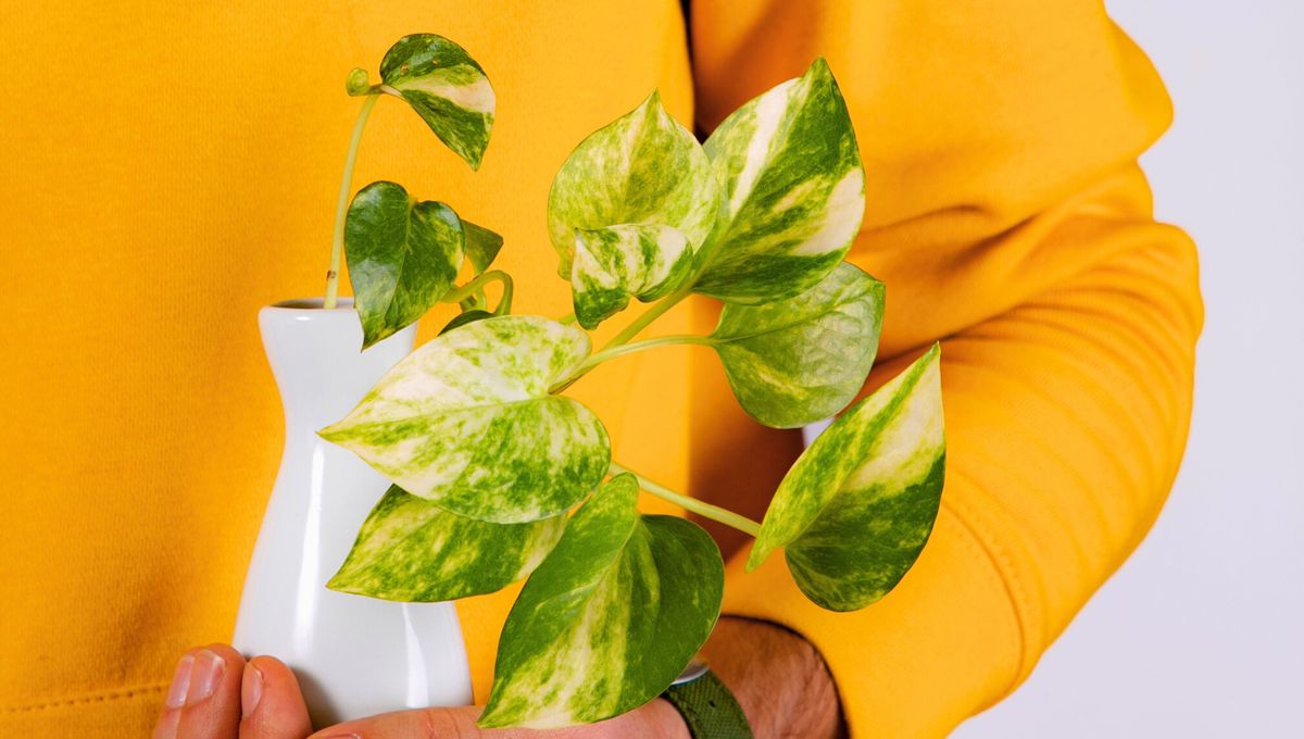 Existen diferentes variedades de potus. Cada planta tiene dibujos diversos en sus hojas, formas y colores propios. Existen diferentes variedades de potus. Cada planta tiene dibujos diversos en sus hojas, formas y colores propios.