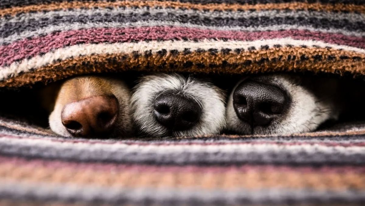 Algunos perros necesitan abrigarse durante el frío invierno