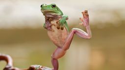 Ambos animales comparten similitudes, pero son bastante diferentes&nbsp;