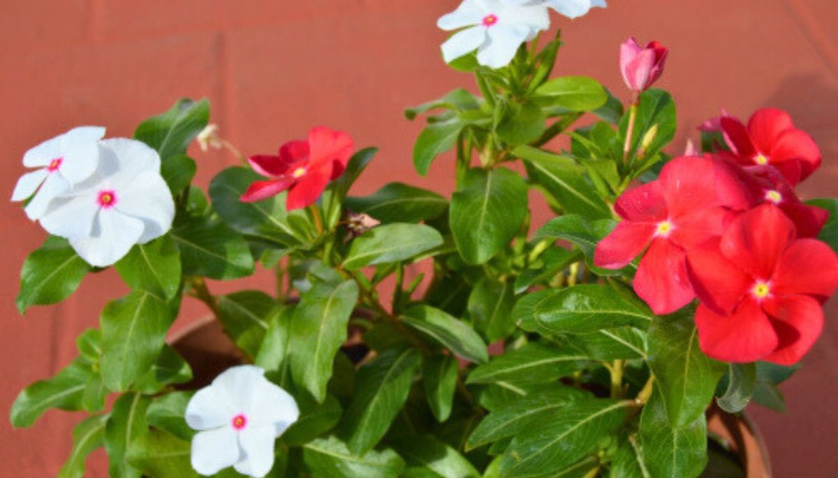 Esta planta tiene unas flores coloridas exquisitas. Esta planta tiene unas flores coloridas exquisitas.