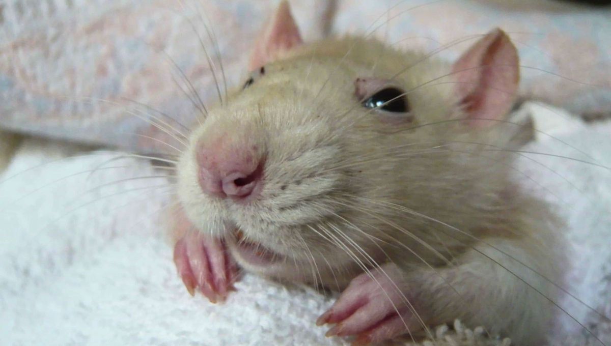 Las ratas prefieren zonas húmedas, subterráneas o con fácil acceso a agua. Se las encuentra en cloacas, sótanos, depósitos y áreas abiertas con basura o restos orgánicos. Las ratas prefieren zonas húmedas, subterráneas o con fácil acceso a agua. Se las encuentra en cloacas, sótanos, depósitos y áreas abiertas con basura o restos orgánicos.