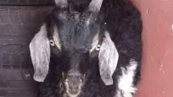 La Policía impidió un curioso rito umbanda y salvó a un chivo