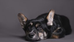 ¿Cómo denunciar un caso de maltrato animal?