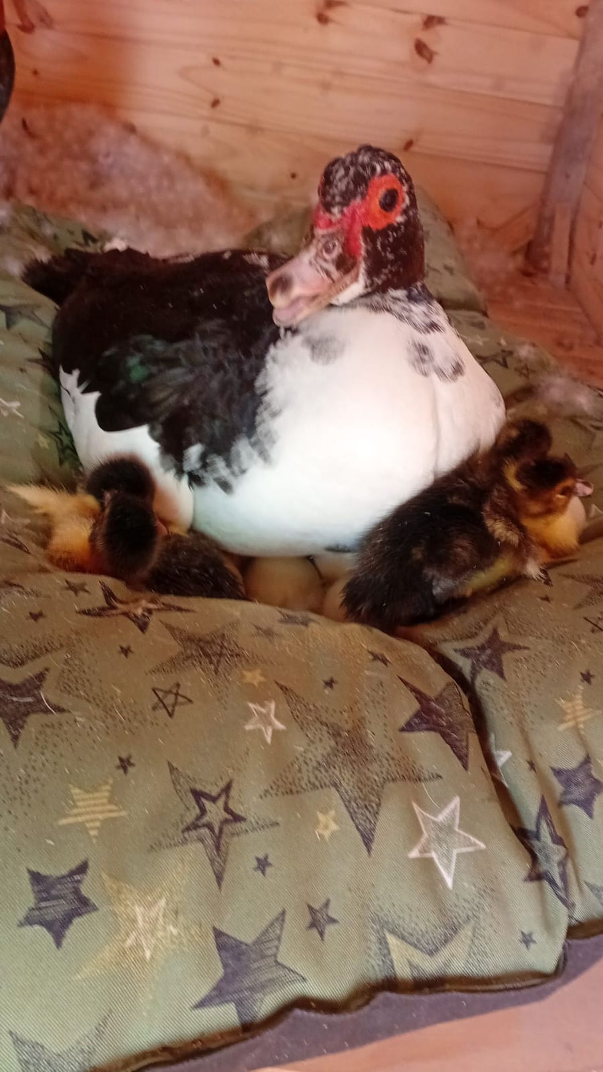 La novia del Pato Juan cuida a los huevos y a los patitos.