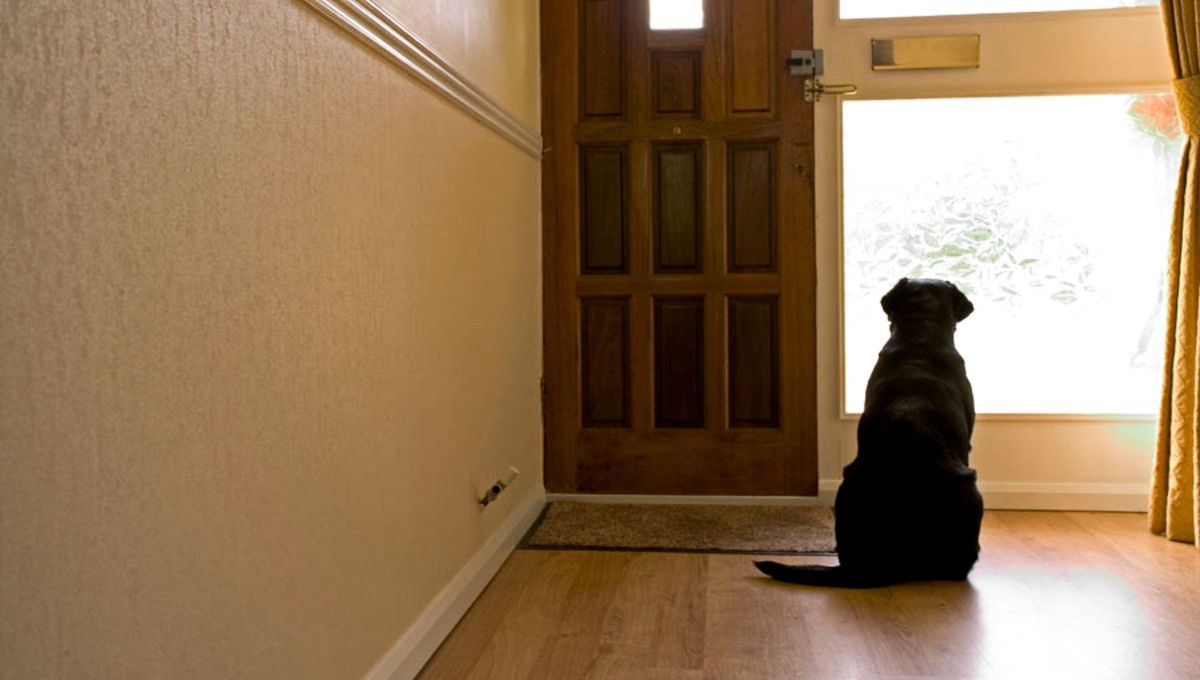 Qué significa que tu perro te espere en la puerta de casa y por qué puede ser un problema