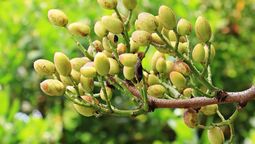 Si quieres cultivar pistachos en casa, sigue las recomendaciones de los expertos en jardinería. Imagen: Freepik. Si quieres cultivar pistachos en casa, sigue las recomendaciones de los expertos en jardinería. Imagen: Freepik.