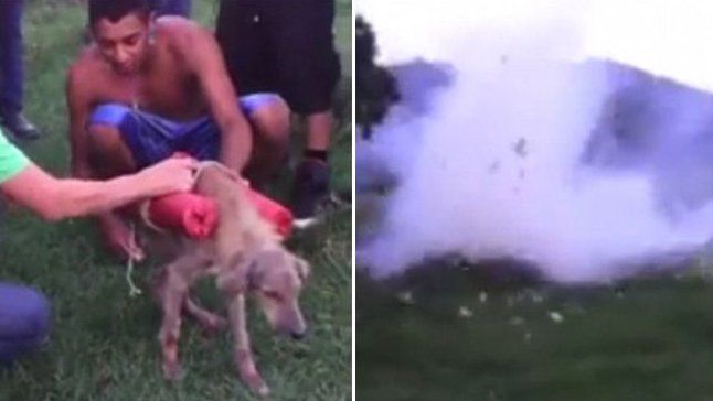 Explotaron a un perro con fuegos artificiales y sólo los multaron