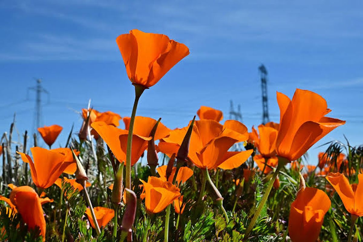 La amapola fue elegida como la flor del estado de California. La amapola fue elegida como la flor del estado de California.