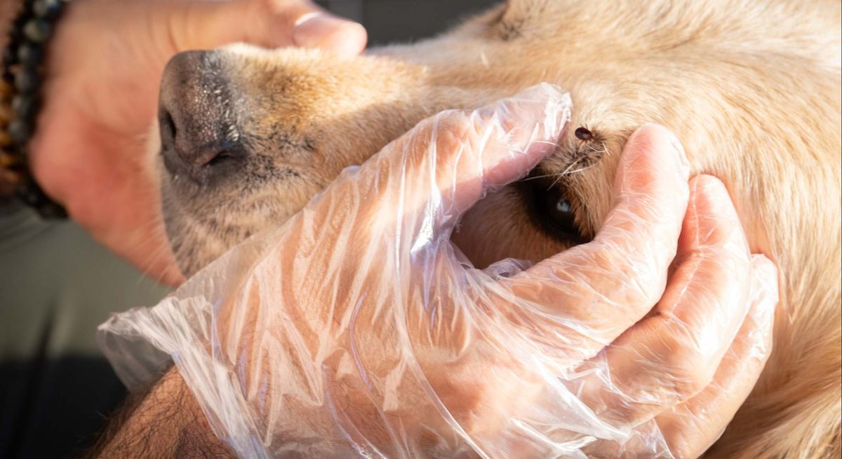 Protege tu mascota: la planta que elimina las garrapatas para siempre Protege tu mascota: la planta que elimina las garrapatas para siempre