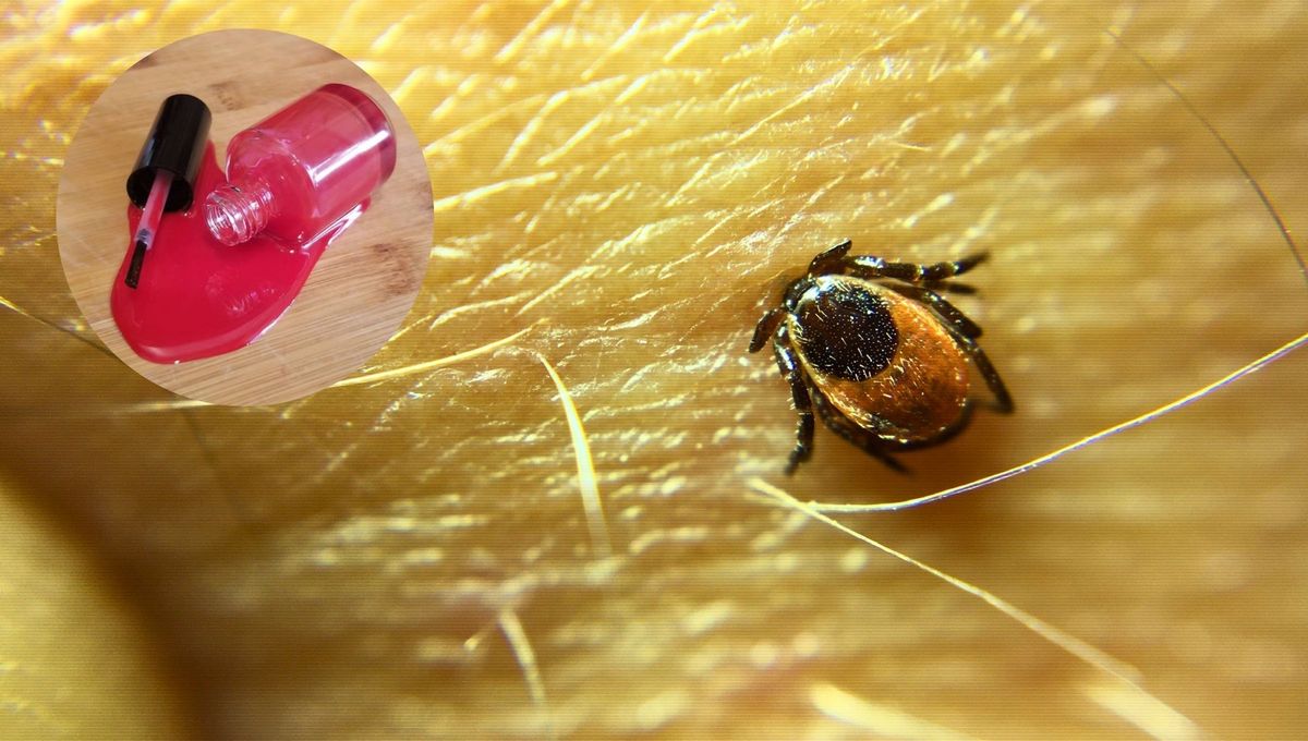 Garrapatas: por qué el 