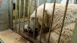 Zoo de Mendoza: amplían y reacondicionan el recinto del oso Arturo