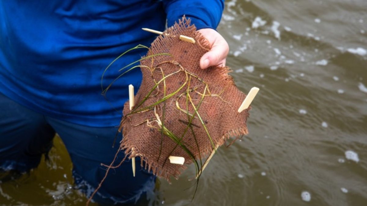 Brotes de hierba marina, atados a un trozo de arpillera, listos para ser plantados en la laguna Indian River de Florida, en marzo de 2023. Proyectos de restauración de ecosistemas como éste pueden ayudar a que los océanos sean más resistentes a futuras olas de calor (Imagen: Kim Shiflett / NASA) Brotes de hierba marina, atados a un trozo de arpillera, listos para ser plantados en la laguna Indian River de Florida, en marzo de 2023. Proyectos de restauración de ecosistemas como éste pueden ayudar a que los océanos sean más resistentes a futuras olas de calor (Imagen: Kim Shiflett / NASA)