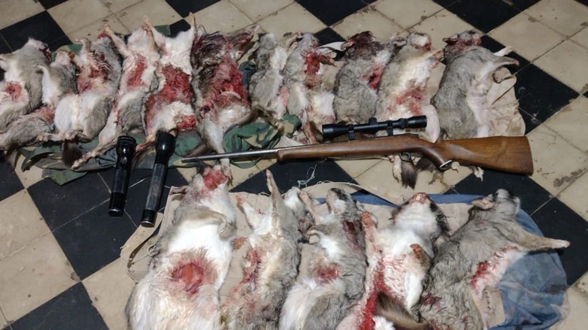 El resultado de la caza furtiva en San Carlos dejó el saldo de 16 vizcachas muertas y faenadas.