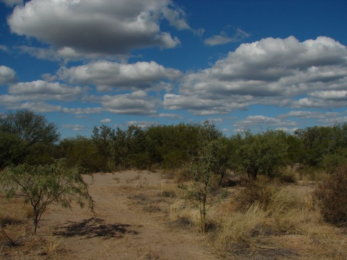 El hallazgo se produjo en Ñacuñán. Imagen de archivo.