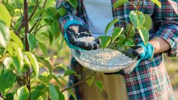 Descubrí cómo beneficiar a tus árbol frutales con este abono casero.