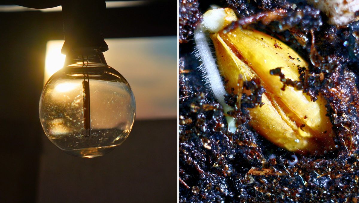 Recicla un foco y guarda las semillas que quieras germinar. Pueden ser de tomate o de alg&uacute;n c&iacute;trico, verdura, fruta, etc.