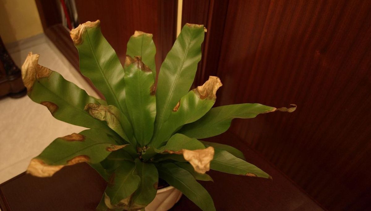 Las hojas del helecho se secan por diversos factores. Las hojas del helecho se secan por diversos factores.