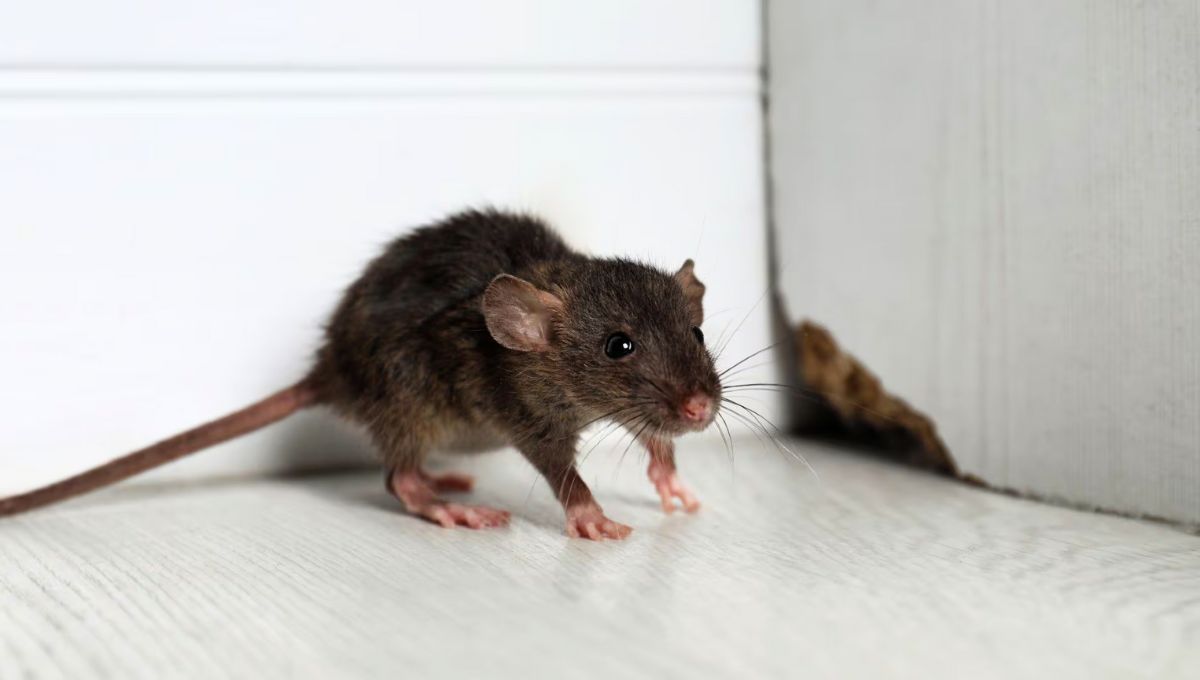 Las ratas detestan un aroma que debe estar presente en tu hogar